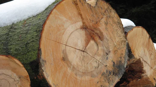 Почему деревообрабатывающему предприятию необходима сушильная камера?